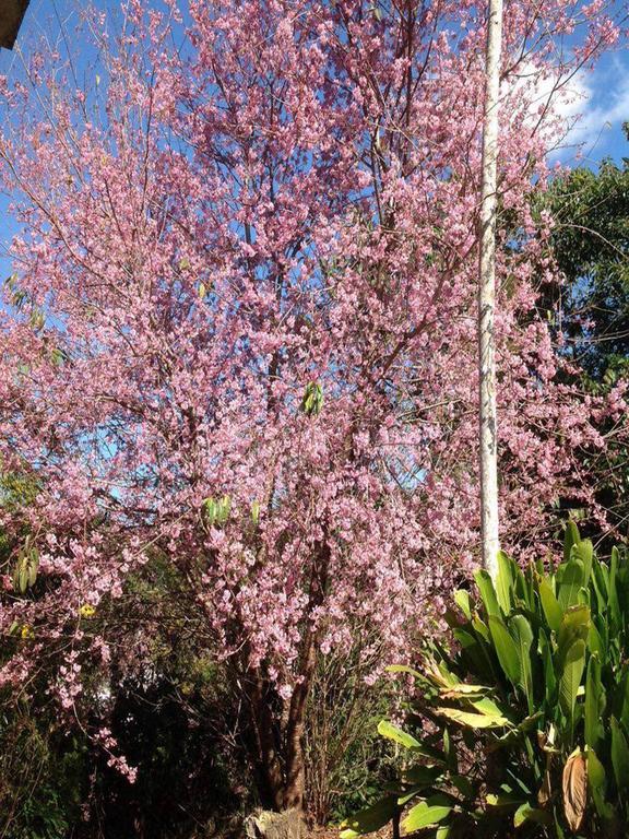 Braunes Guest House Nova Friburgo Bagian luar foto